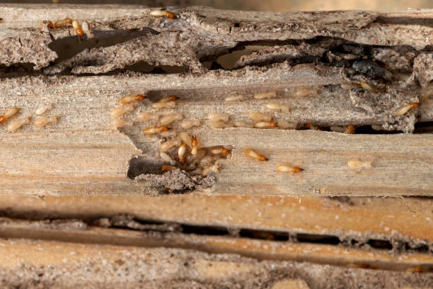 Best Cockroach Control Services  in Red Bluff, CA