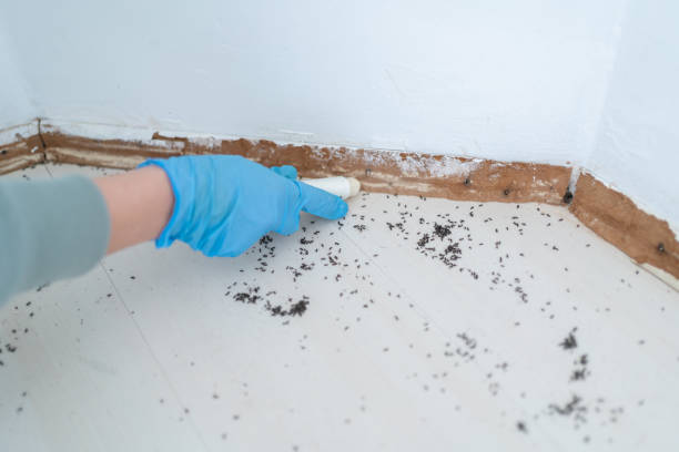 Best Rat Extermination Near Me  in Red Bluff, CA